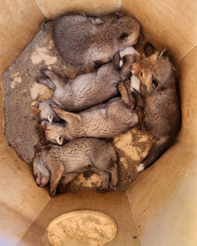 토종 여우(서울대공원 제공)