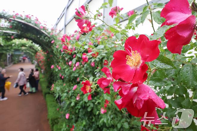 16일 서울 중랑구 중랑장미공원 일대에 '제17회 중랑 서울장미축제'를 맞아 조성된 장미터널에서 시민들이 봄 정취를 만끽하고 있다. 2025.5.16/뉴스1 ⓒ News1 민경석 기자