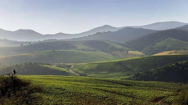 아콩카과 밸리(Aconcagua Valley) 전경.