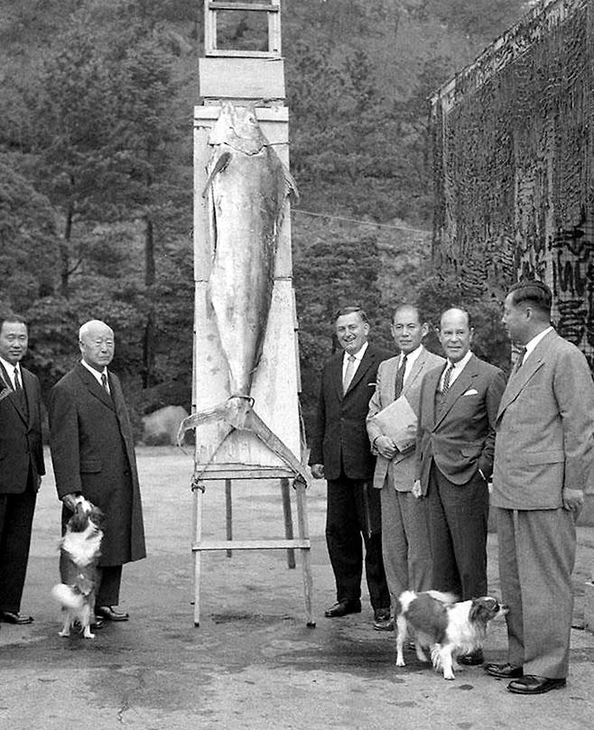 1957년 이승만 당시 대통령(왼쪽 두번째)이 지남호가 처음 잡은 참치 앞에서 기념촬영하는 모습.
