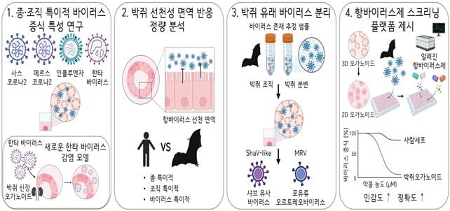 박쥐 오가노이드를 활용한 주요 연구 결과./IBS