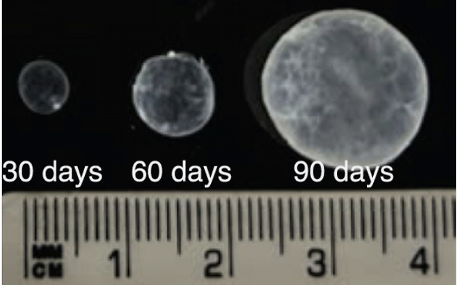 연구팀이 만든 양막낭 모델의 30일, 60일, 90일차 성장 규모. Cell 제공.