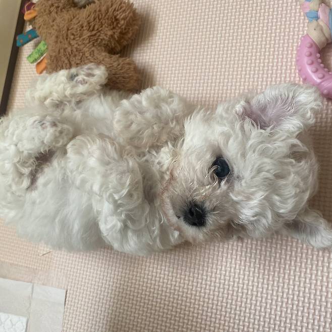 P20220212_123338114_9B0AE16F-F980-46AA-BDD8-ED48A9213BF8.jpeg 세상에서 가장 이쁜 강아지