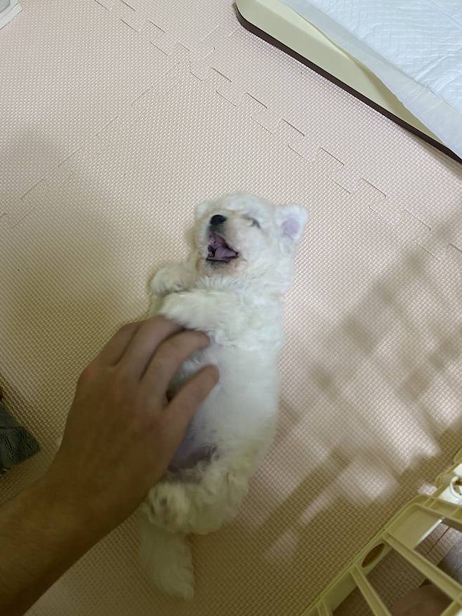 P20220209_203757564_F86E3E25-DB28-40D3-B202-7BCC9229D975.jpeg 세상에서 가장 이쁜 강아지