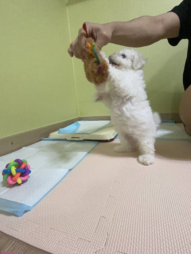 P20220224_190225018_C88431EF-5D05-48D2-8BC7-F0C73890870D.jpeg 세상에서 가장 이쁜 강아지