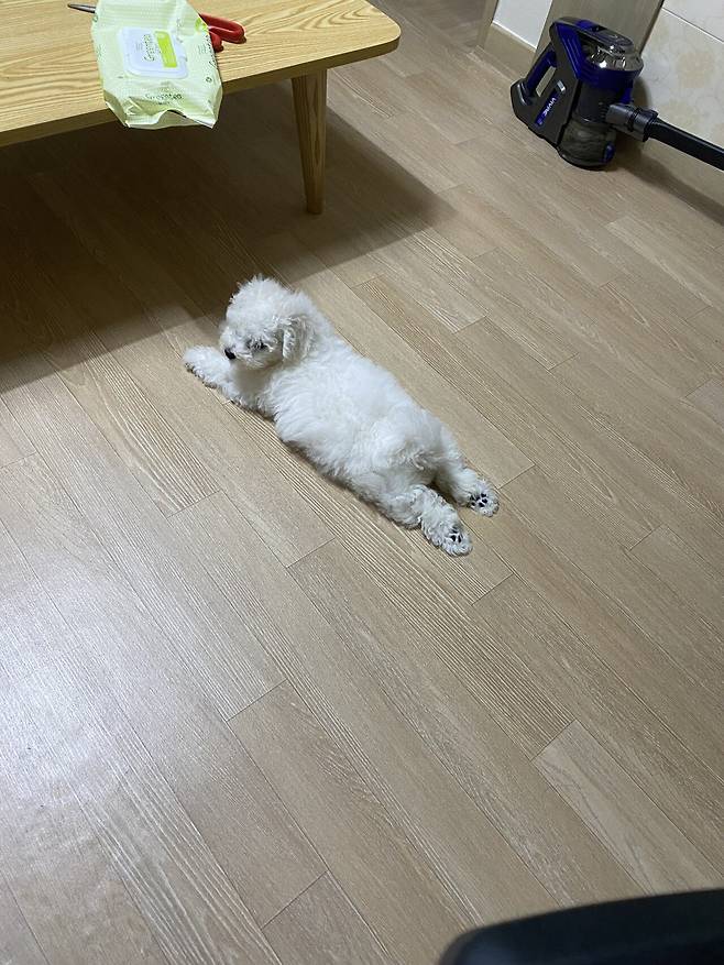 P20220308_213114690_F127509E-5F56-421B-8F16-CAED3A4E5D1F.jpeg 세상에서 가장 이쁜 강아지