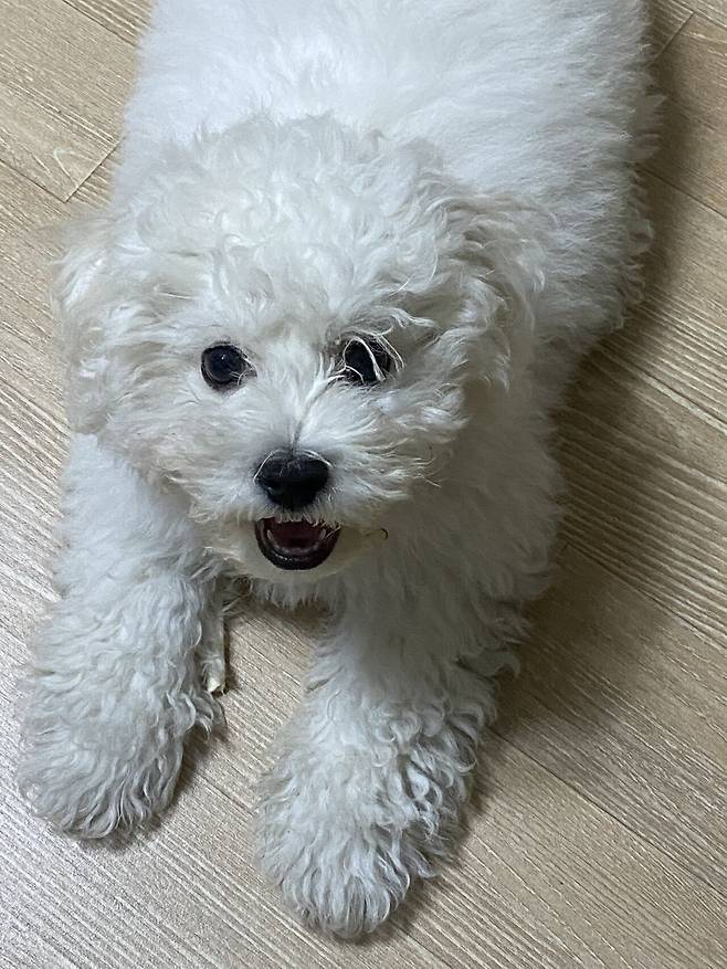 P20220406_214427631_795E1DCA-C502-489D-9917-52BBB2B405E3.jpeg 세상에서 가장 이쁜 강아지