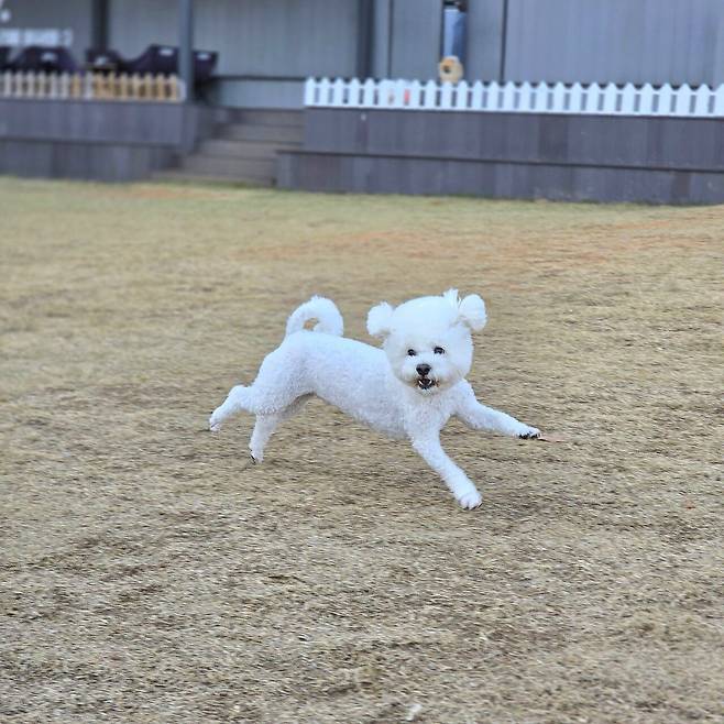 https___kids-i.kakaocdn.net_dn_bxmmnJ_btsLaI7abjr_aohY8LsbXkwguH5YdgfVv0_img.jpeg 세상에서 가장 이쁜 강아지