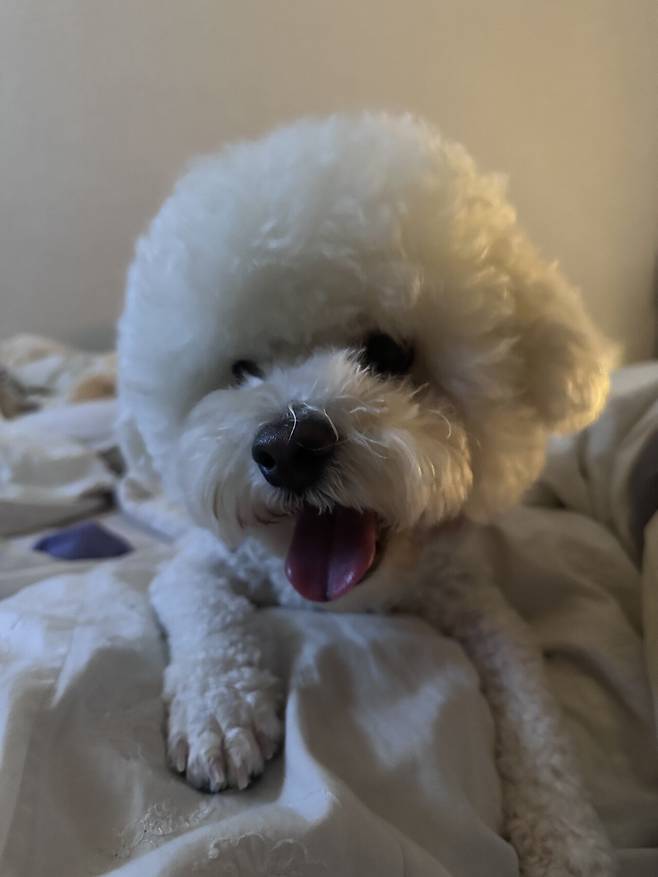 IMG_3227.jpeg 세상에서 가장 이쁜 강아지