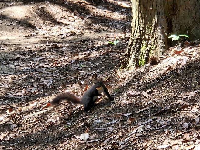 건지산 둘레길 곳곳에서는 청설모 등을 마주치기 쉽다.