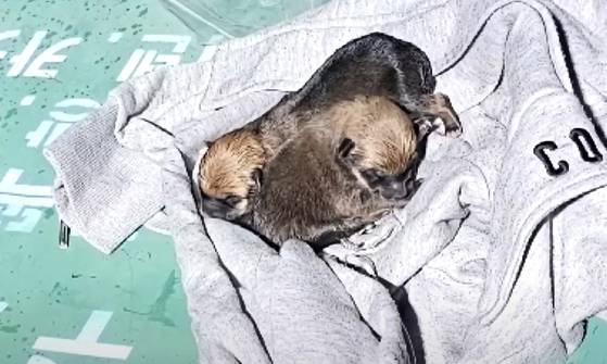A picture of the three abandoned puppies found in northern Seoul on May 15 [JTBC]