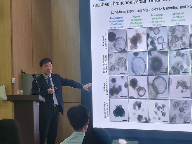최영기 한국바이러스기초연구소장이 박쥐 오가노이드에 대해 설명하고 있다. 이 오가노이드는 미래 팬데믹 선제 대응 등에 활용될 전망이다.  [기초과학연구원 제공]