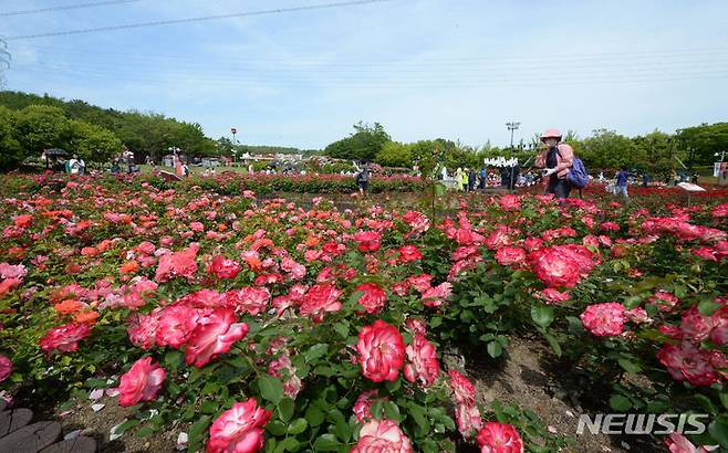 [울산=뉴시스] 배병수 기자 = ‘제16회 울산대공원 장미축제’가 22일 울산 남구 대공원 장미원 및 남문광장 일원에서 ‘러브스토리 인 울산’을 주제로 개막하였다. 장미원을 찾은 많은 시민들과 관광객들이 300만송이 장미향 가득한 장미꽃길을 거닐고 있다. 2024.05.22. bbs@newsis.com.