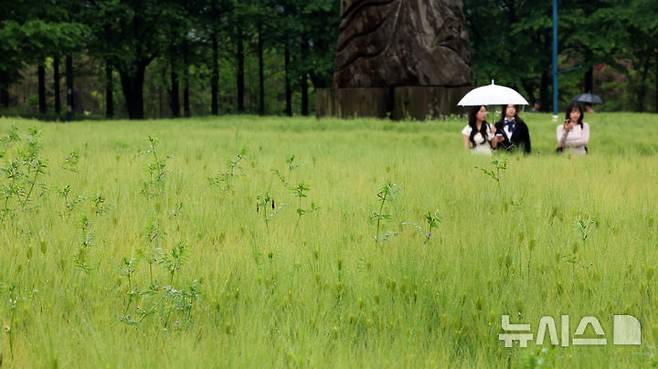 [인천=뉴시스] 전진환 기자 = 봄비가 내리는 16일 오전 인천 남동구 인천대공원 어울정원 청보리밭에서 시민들이 산책을 하고 있다.  2025.05.16. amin2@newsis.com