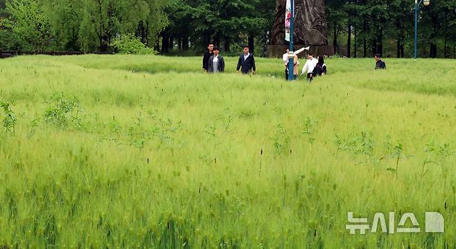[인천=뉴시스] 전진환 기자 = 봄비가 내리는 16일 오전 인천 남동구 인천대공원 어울정원 청보리밭에서 시민들이 산책을 하고 있다.  2025.05.16. amin2@newsis.com