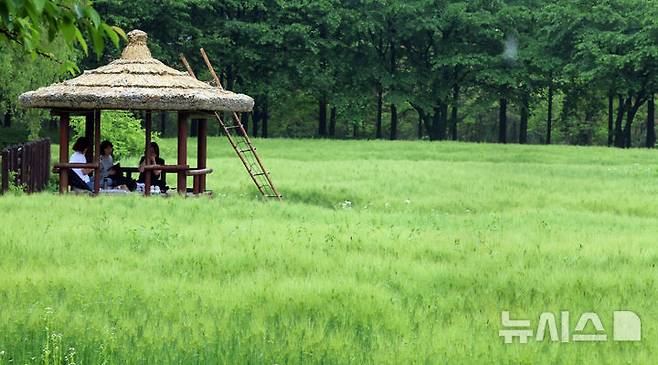 [인천=뉴시스] 전진환 기자 = 봄비가 내리는 16일 오전 인천 남동구 인천대공원 어울정원 청보리밭에서 시민들이 원두막에 올라 휴식을 취하고 있다.  2025.05.16. amin2@newsis.com