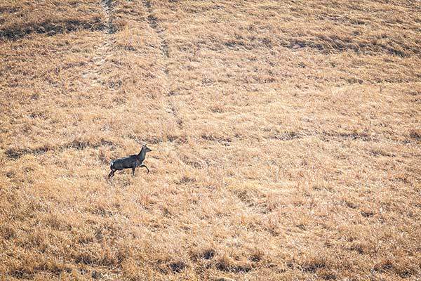 수크령 초원의 사슴.