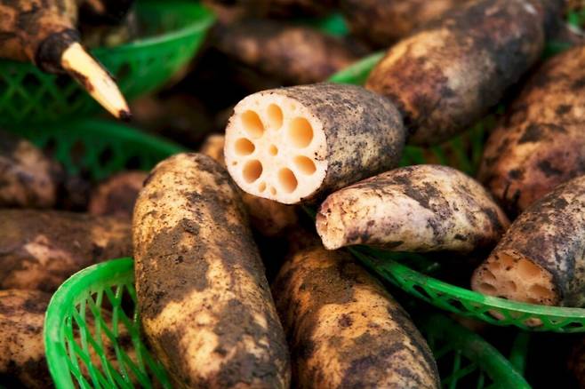 연근. 클립아트코리아 제공