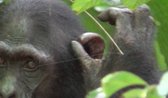 2021년 9월 8일(현지시간) 우간다 부동고 숲에 서식하는 침팬지 집단인 ‘손소’(Sonso)의 수컷 아성체(성체 직전의 개체)가 알 수 없는 이유로 다친 귀를 압박하기 전 손가락을 핥고 있다. 2025.5.14 진화 및 생태 첨단연구 게재 논문 자료