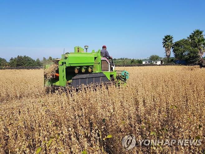 나물 콩 품종 '아람' 기계 수확 [제주도 제공.재판매 및 DB 금지]