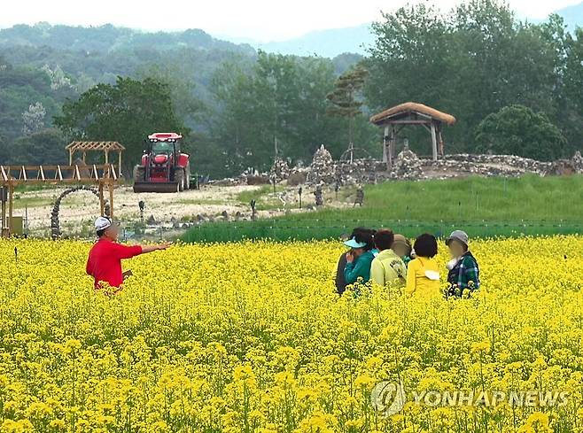 철원 고석정 꽃밭 [연합뉴스 자료사진]