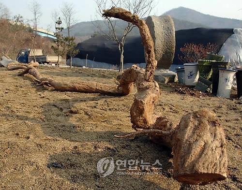 연기 전동면서 캔 10m짜리 칡 (연기=연합뉴스) 충남 연기군 전동면 청람리 이병윤(52)씨가 자신의 밭을 정비하다 캔 초대형 칡. 이 칡은 길이가 10m, 둘레가 60cm에 이른다. << 연기군 >>  sw21@yna.co.kr     (끝)