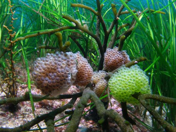 해조류에 붙어 있는 도루묵의 알 (사진=국립수산과학원)