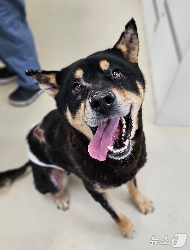 대규모 산불 피해 지역에서 구조된 화상 치료를 받고 회복한 강아지(잠실온동물의료센터 제공) ⓒ 뉴스1