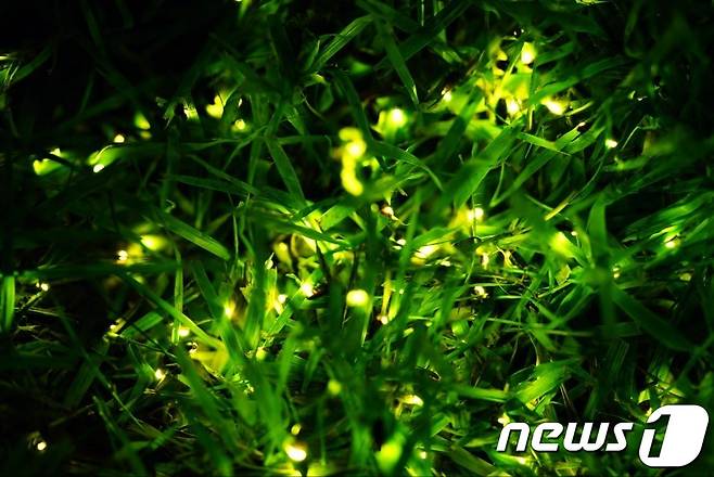 충북 옥천군 동이면 안터마을 일원에서 24일부터 다음 달 7일까지 반딧불이 축제가 열린다. (자료 사진) /뉴스1