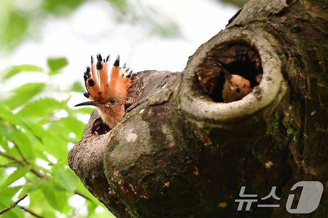 17일 경북 경주시 황성공원 느티나무에 둥지를 튼 후투티 새끼들이 이소 앞두고 어미새를 찾고 있다. 2025.5.17/뉴스1 ⓒ News1 최창호 기자