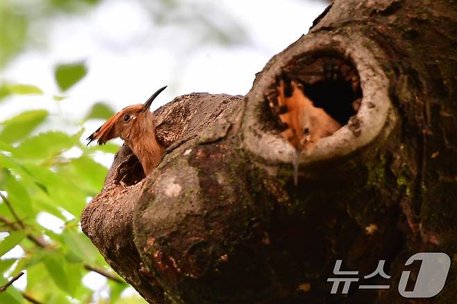 17일 경북 경주시 황성공원 느티나무에 둥지를 튼 후투티 새끼들이 이소를 앞두고 주변을 살피고 있다. 2025.5.17/뉴스1 ⓒ News1 최창호 기자