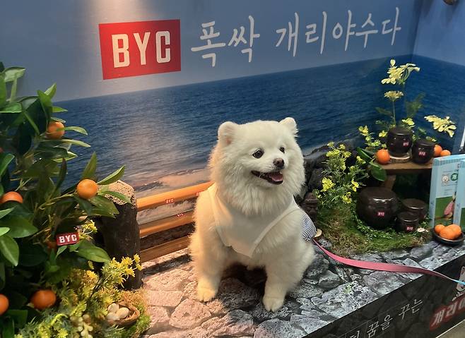 개리야스 난닝구 세트를 입은 강아지가 2025 메가주 일산 BYC 부스 포톤에서 기념 사진을 찍고 있다(BYC 제공) ⓒ 뉴스1