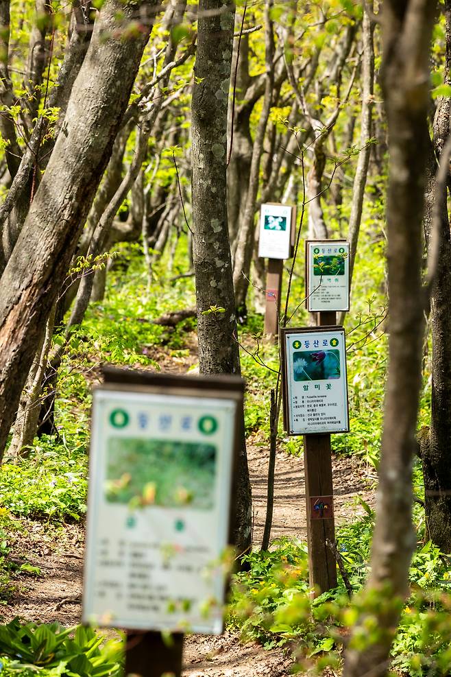 야생화 안내판이 세워진 구간. 등산이나 드레킹뿐 아니라 야생화 촬영을 위해 찾는 사진 동호인들도 적지 않다. / 이신영 영상미디어 기자