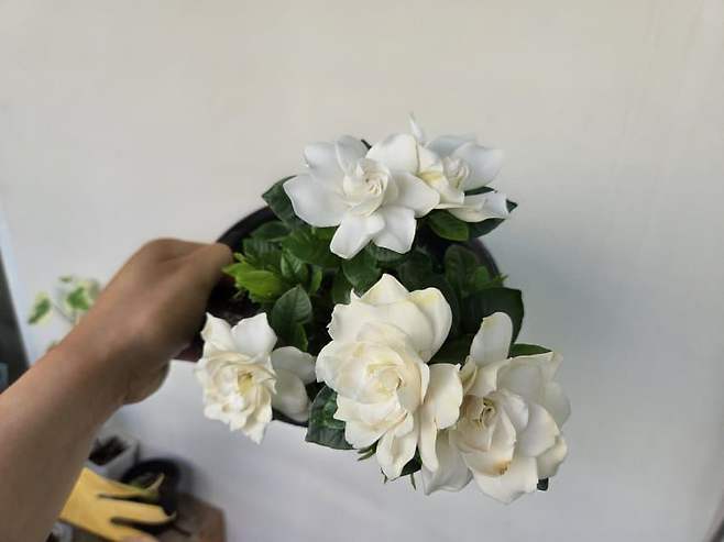 식물갤에서 올린 치자꽃화분