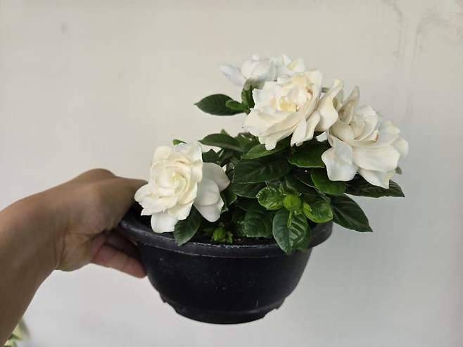 식물갤에서 올린 치자꽃화분