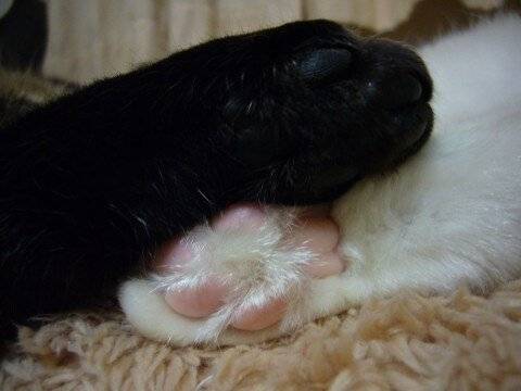 copyImage.jpg 젤리 GOTA