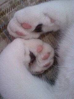 copyImage.jpg 젤리 GOTA