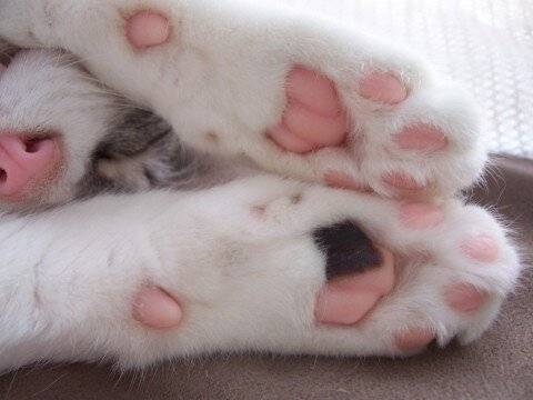 copyImage.jpg 젤리 GOTA