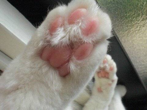 copyImage.jpg 젤리 GOTA