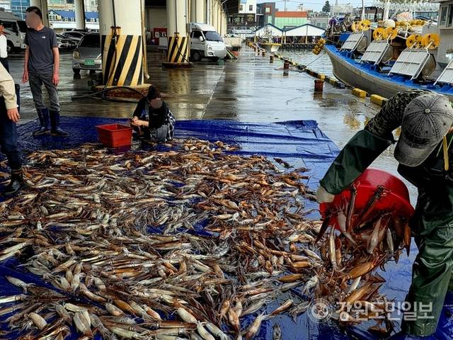 ▲ 지난 16일 새벽 강릉 주문진항에서 금어기 해제 이후 첫 조업에 나섰던 채낚기어선이 입항하자, 오징어 포장 작업 준비로 항구가 분주하다. 황선우 기자