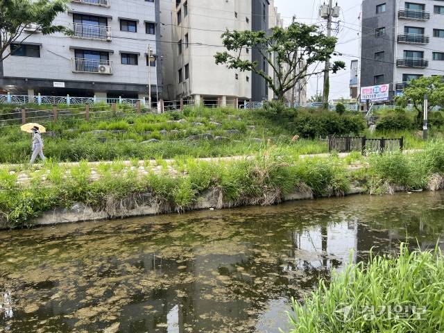 16일 세류대교 밑 수원천 일대에 원인 모를 물체가 둥둥 떠다니고 있다. 박소민기자