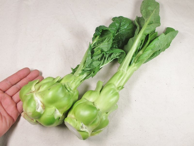 청채두는 이렇게 생겼다. 하체 비만이다. 절이지 않고 먹기도 한다. [사진 출처=주식회사 마고야샤이 株式会社まごやさい]