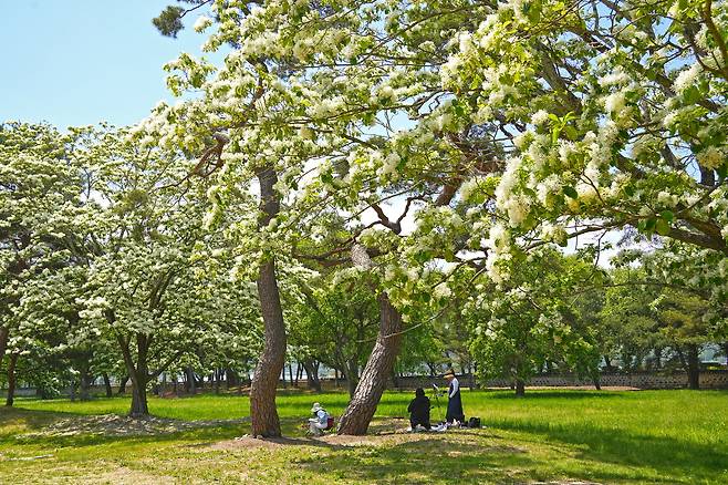 경주 오릉 이팝나무 모습[경주시 제공]