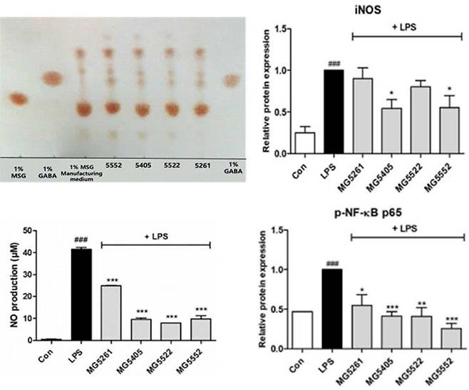 [서울=뉴시스] 가바(GABA) 생성량과 염증 관련 지표(iNOS, NO, NF-κB) 감소 효과를 보여주는 실험 결과 (사진=메디오젠 제공) 2025.05.17. photo@newsis.com *재판매 및 DB 금지