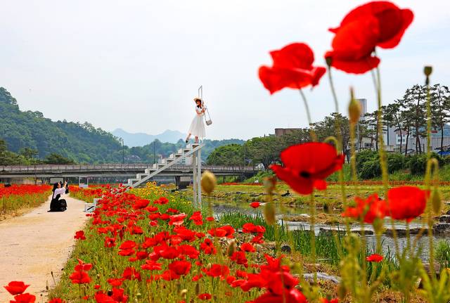 지난해 열린 충북 괴산의 ‘괴산빨간맛페스티벌' 포토 스팟. 괴산군