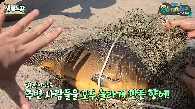 청계천에서 확인된 ‘향어’.&nbsp; TV생물도감 영상 캡처