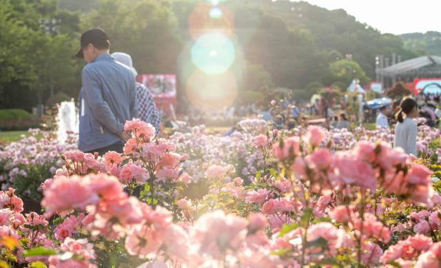 지난해 울산대공원 장미축제 현장. 사진제공=울산시