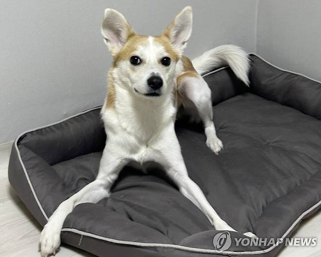 '우주를 소개합니다' (서울=연합뉴스) 오인균 인턴기자 = 지난 10일 서울 관악구에 위치한 30평대 임시보호 공유주택 '와르와르 하우스에서 입주자들과 함께 사는 '우주'. 2025.05.17