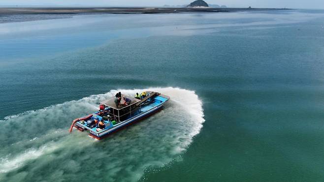 화성 연안 새꼬막 방류 모습 [백미리 어촌계 제공. 재판매 및 DB 금지]