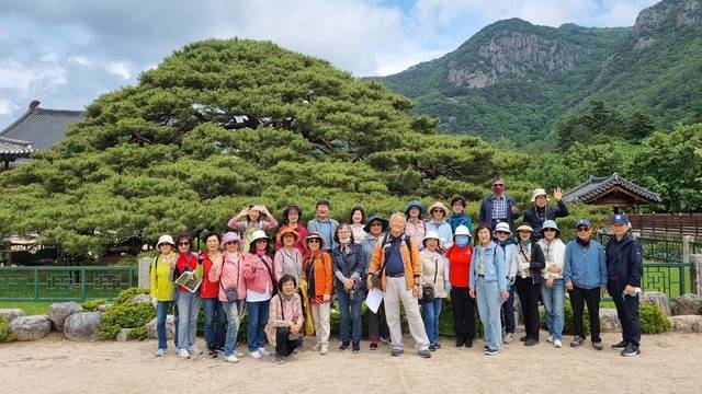 신화속의역사기행단이 17일 청도 운문사 처진소나무 앞에서 기념촬영하고 있다.